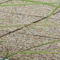 płytka płukana amber gravel